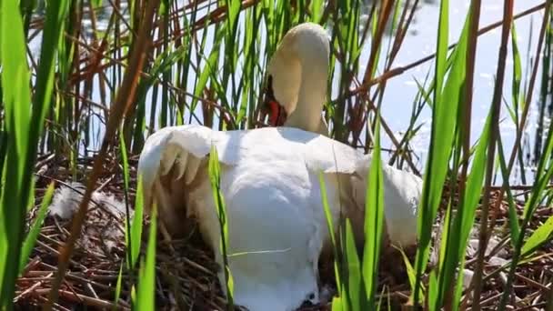 Çiftleşme Üreme Mevsiminde Beyaz Cygnus Gibi Yumurtalarla Yuvada Üreyen Zarif — Stok video
