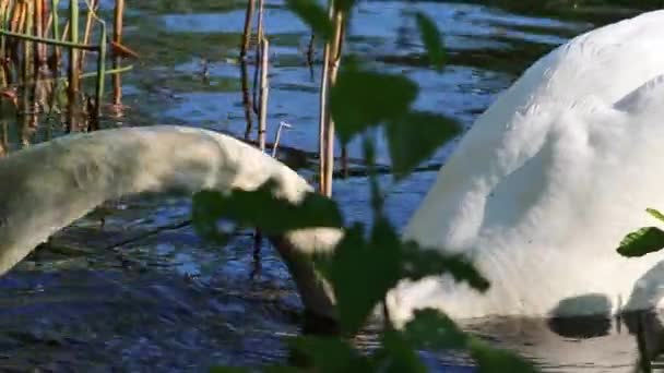 Biały Łabędź Brzegu Jeziora Lub Nabrzeżu Stawie Ogrodowym Dla Żywności — Wideo stockowe