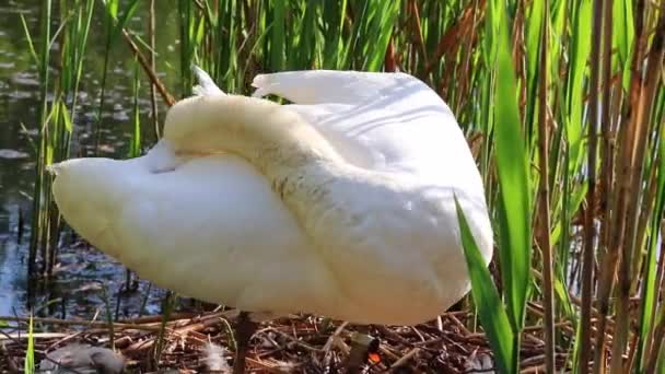 Μακάριοι Λευκοί Κύκνοι Επιστρέφουν Για Φωλιάσουν Αυγά Λευκοί Κυνόδοντες Στη — Αρχείο Βίντεο
