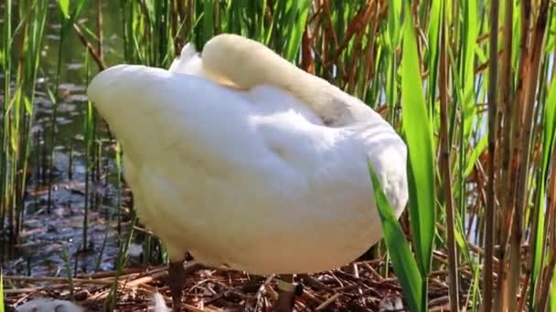 Grappige Witte Zwaan Keert Terug Broeden Met Eieren Als Witte — Stockvideo
