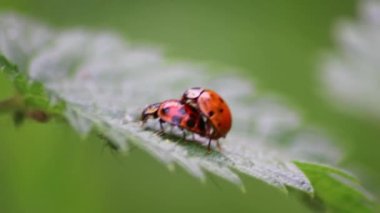 Bir çift uğur böceği yaprağın üzerinde sevişirken yakın plan çekimde bir sonraki nesil bitli katilleri yaratmak için tarımda doğal haşerat kontrolü olarak buket arka planı ve kopyalama alanı ile.