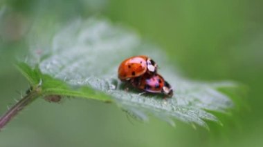 Bir çift uğur böceği yaprağın üzerinde sevişirken yakın plan çekimde bir sonraki nesil bitli katilleri yaratmak için tarımda doğal haşerat kontrolü olarak buket arka planı ve kopyalama alanı ile.