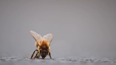 Bal üretimi için önemli polen toplamadan önce yerde tek bir arı kanatları ve bacakları tımar ediyor. Detaylı kanatları ve sokak manzarası düşük arı gövdesi ile makro görüntüde bal üretimi için önemli bir polen.