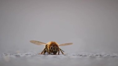 Bal üretimi için önemli polen toplamadan önce yerde tek bir arı kanatları ve bacakları tımar ediyor. Detaylı kanatları ve sokak manzarası düşük arı gövdesi ile makro görüntüde bal üretimi için önemli bir polen.