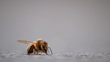 Bal üretimi için önemli polen toplamadan önce yerde tek bir arı kanatları ve bacakları tımar ediyor. Detaylı kanatları ve sokak manzarası düşük arı gövdesi ile makro görüntüde bal üretimi için önemli bir polen.