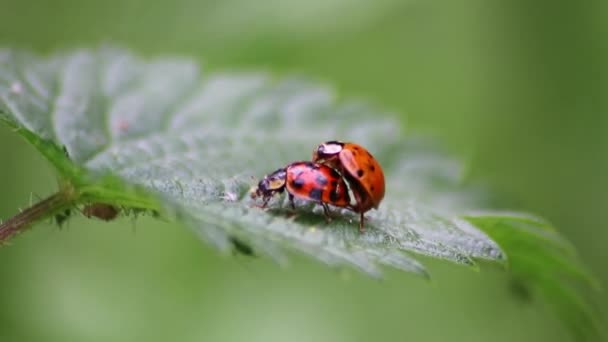 Pair Ladybugs Having Sex Leaf Couple Close Create Next Generation — Stock Video