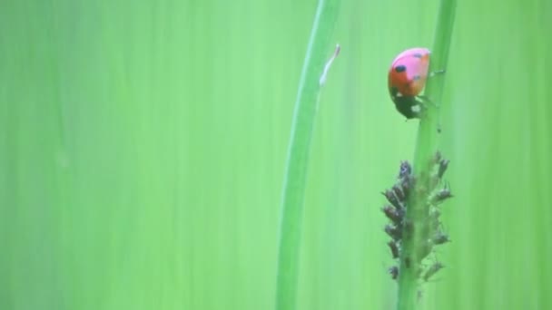 Dotted Ladybug Eating Plant Louse Beneficial Insect Plant Louse Killer — Stock Video