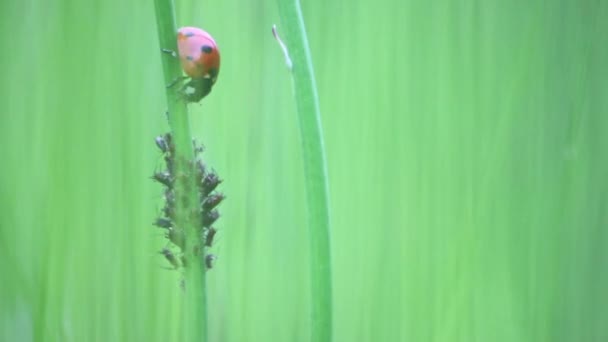 Dotted Ladybug Τρώει Ψείρες Φυτών Ωφέλιμο Έντομο Και Φυτό Ψείρες — Αρχείο Βίντεο