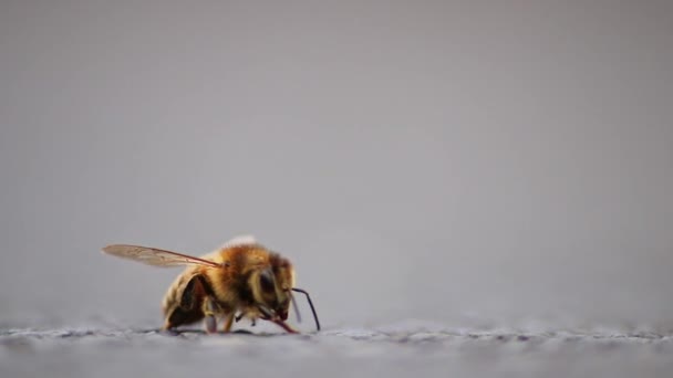 花粉を収集する前に 地上のグルーミング翼と脚の単蜂は ストリート上の低角度ビューで詳細な翼と蜂の体でクローズアップマクロビューで蜂蜜生産のための重要な花粉媒介者として — ストック動画