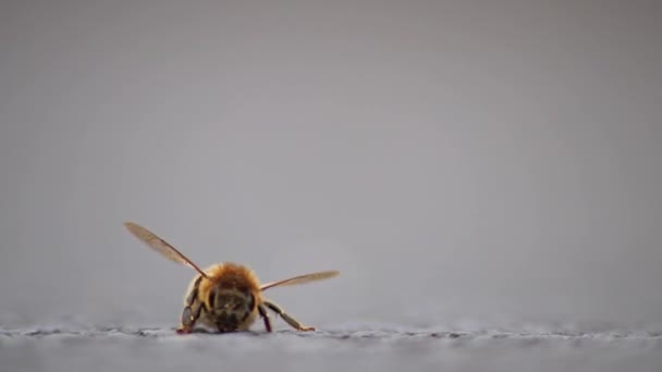 花粉を収集する前に 地上のグルーミング翼と脚の単蜂は ストリート上の低角度ビューで詳細な翼と蜂の体でクローズアップマクロビューで蜂蜜生産のための重要な花粉媒介者として — ストック動画