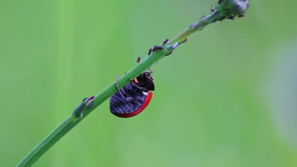 Dotted Ladybug Τρώει Ψείρες Φυτών Ωφέλιμο Έντομο Και Φυτό Ψείρες — Αρχείο Βίντεο