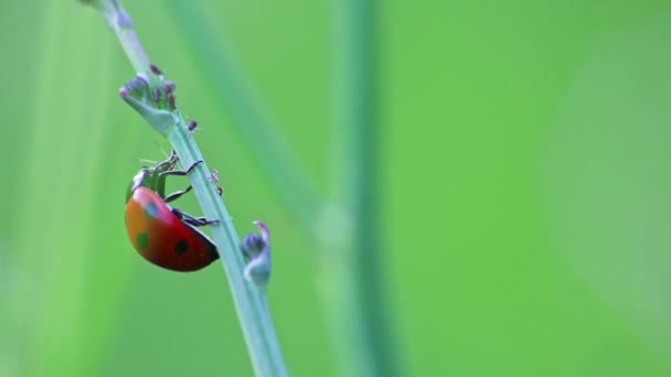 Gepunktete Marienkäfer Fressende Pflanzenlaus Als Nützliches Insekt Und Pflanzenlauskiller Als — Stockvideo