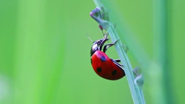 Gepunktete Marienkäfer Fressende Pflanzenlaus Als Nützliches Insekt Und Pflanzenlauskiller Als — Stockvideo