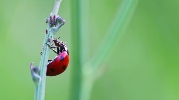 Dotted Ladybug Etende Plantenluis Als Heilzame Insecten Plantenluisdoder Als Organische — Stockvideo