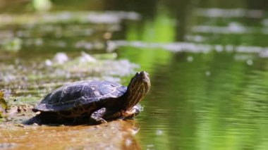 Gölün kıyısında güneşlenen kaplumbağa güneş ışığında ısınıyor. Sürüngenler doğal ortamda yavaşça yürüyor ama hızlı yüzüyor ve derin dalış yapıyor. Kaplumbağalar ve bahçe havuzunda egzotik hayvanlar.