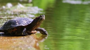 Gölün kıyısında güneşlenen kaplumbağa güneş ışığında ısınıyor. Sürüngenler doğal ortamda yavaşça yürüyor ama hızlı yüzüyor ve derin dalış yapıyor. Kaplumbağalar ve bahçe havuzunda egzotik hayvanlar.