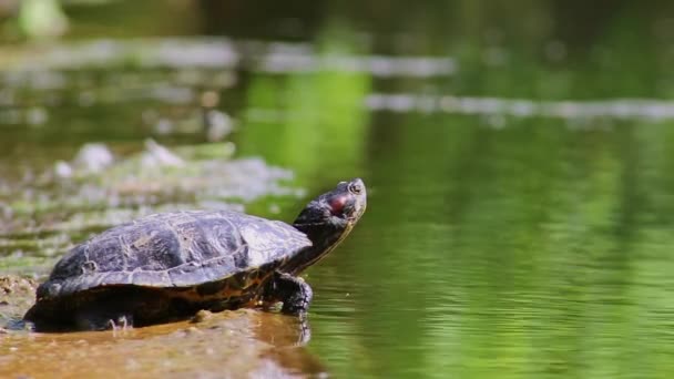 Solsköldpadda Vid Stranden Sjö Som Värms Upp Solskenet Som Reptiler — Stockvideo