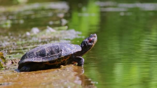 Sonnenbadende Schildkröten Ufer Eines Sees Wärmen Sich Der Sonne Auf — Stockvideo
