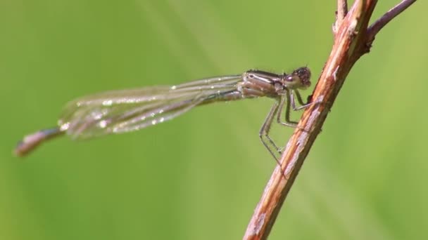 Big Dragonfly Macro Close Άποψη Ζέσταμα Στον Ήλιο Για Κυνηγήσει — Αρχείο Βίντεο
