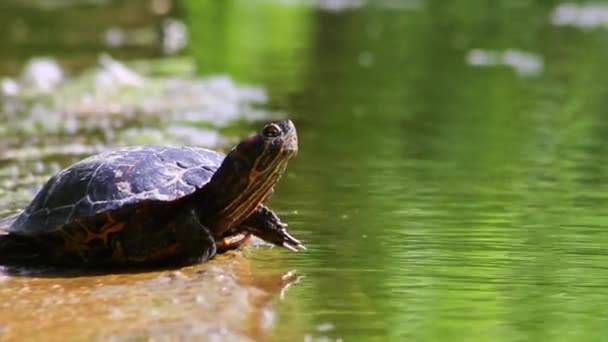 Zonneschildpad Aan Oever Van Een Meer Opwarmen Zon Als Reptielen — Stockvideo