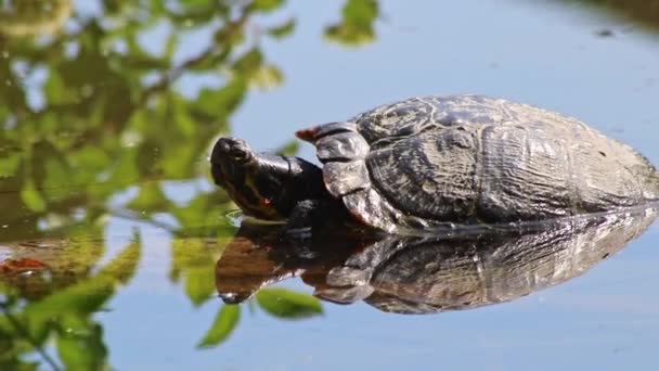 Żółw Opalający Się Brzegu Jeziora Rozgrzewający Się Słońcu Jako Gady — Wideo stockowe