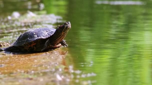 Tortuga Tomando Sol Orilla Lago Calentándose Bajo Sol Mientras Reptiles — Vídeos de Stock