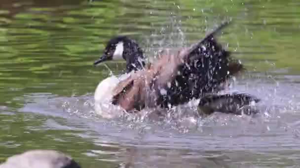 カナダガチョウは公園の湖の澄んだ水で風呂で羽を掃除しながら 黒い頭と黒いくちばしと灰色の羽とぼやけた背景で交尾するために泳いでいます — ストック動画