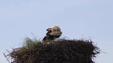 Büyük leylek yuvasında yuva yapan beyaz leylek yavrusu bahar mevsiminde yumurtadan çıkar ve ürer. Göç eden anne ve babalar, gökyüzü arka planında tüy tımar ederek ve kocakarı besleyerek yuvada beklerler.