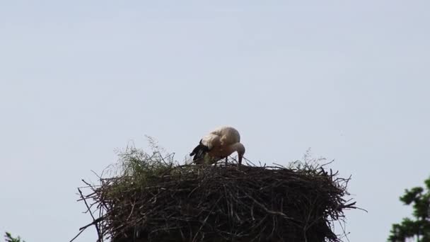 Cigogne Blanche Nichant Dans Grand Nid Cigognes Avec Éclosion Reproduction — Video