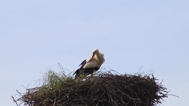 White Stork Nesting Big Stork Nest Young Stork Hatching Breeding — Stock Video