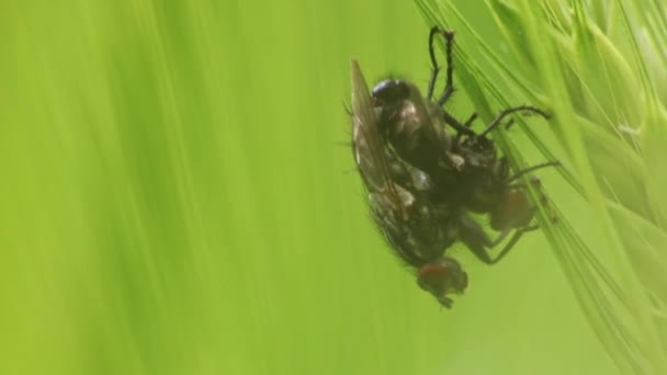 Pair Flies Mating Copulating Reproduction Next Generation Flys Connected Reproduction — Stock Video