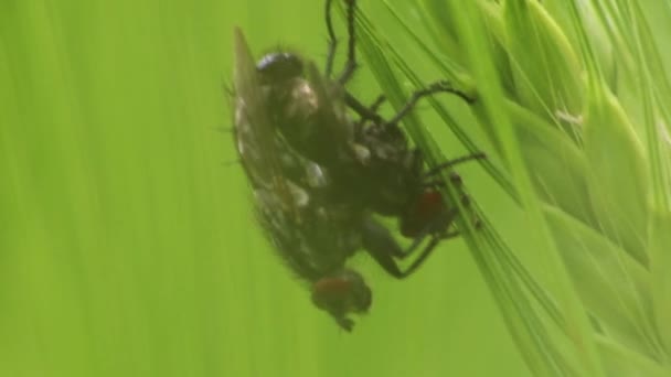 昆虫交配繁殖的一对苍蝇与昆虫交配的昆虫交配繁殖的下一代苍蝇在绿地昆虫交配繁殖的宏观视野中紧密结合在一起 — 图库视频影像