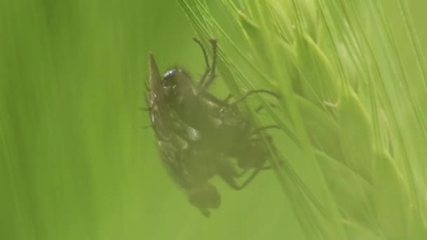 Pair Flies Mating Copulating Reproduction Next Generation Flys Connected Reproduction — Stock Video