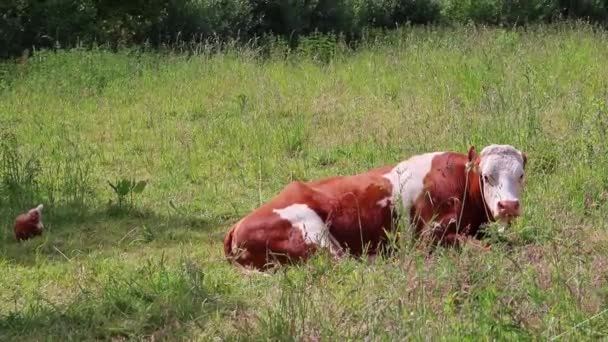 Коровье Куриное Пастбище Экологически Чистых Сельскохозяйственных Угодьях Сельской Местности Производства — стоковое видео