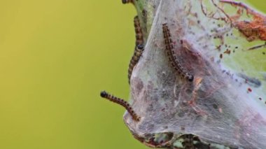 Birçok dönen güve tırtılları ipeksi koza solucanları gibi ağaçları istila edip dev tırtıl kolonileri gibi saldırırlar. Dönen güveye dönüşmeden önce organik tarlalar için tehlikeli bir ipliktir.
