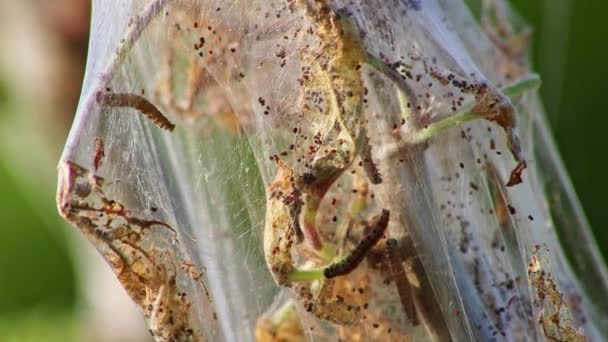Viele Sich Drehende Mottenraupen Als Würmer Seidigen Kokons Befallen Bäume — Stockvideo