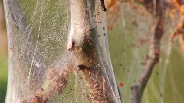 絹のような繭の害虫の木のカンカーワームとして多くの回転蛾の幼虫や 蛾を回転させる変態の前に巨大な毛虫コロニーとして植物を攻撃することは 有機農場のための危険な糸です — ストック動画
