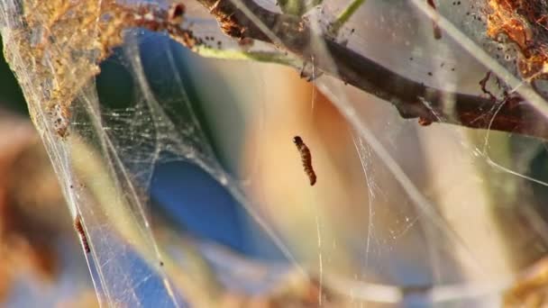 Spinnende Mottenraupen Die Auf Einem Netz Seidiger Kokons Balancieren Befallen — Stockvideo