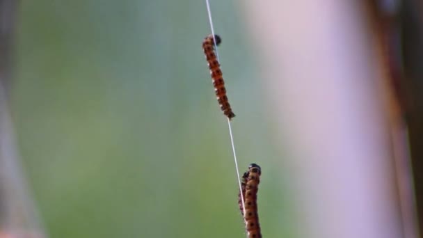 紡錘状の蛾の幼虫は 絹のような繭の害虫の木の網でバランスをとり 巨大な毛虫コロニーとして植物を攻撃する前に変態から紡錘状の蛾への変態は 有機農場のための危険な糸です — ストック動画