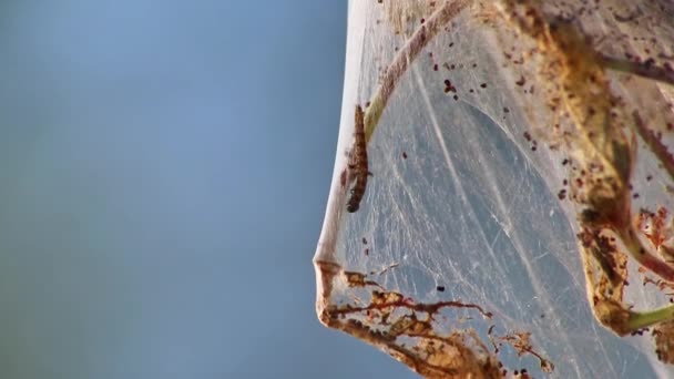 Många Snurrande Fjärilslarver Som Maskar Silkeslena Kokonger Angriper Träd Och — Stockvideo