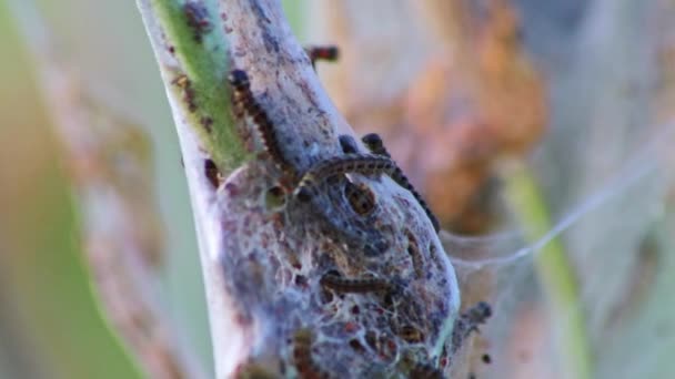 Veel Spinnende Rupsen Als Kankerwormen Zijdeachtige Cocon Besmetten Bomen Vallen — Stockvideo