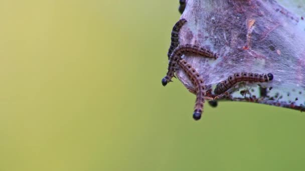 絹のような繭の害虫の木のカンカーワームとして多くの回転蛾の幼虫や 蛾を回転させる変態の前に巨大な毛虫コロニーとして植物を攻撃することは 有機農場のための危険な糸です — ストック動画
