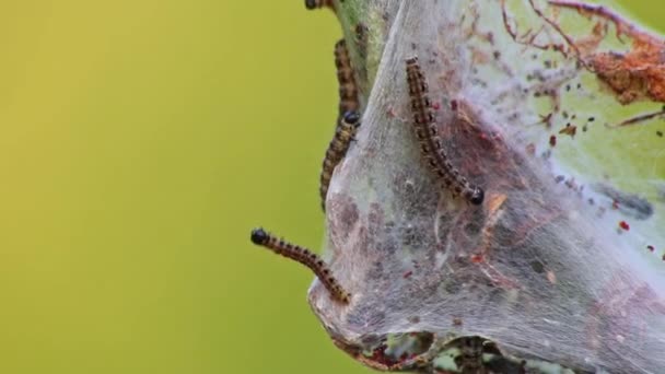 Muitas Lagartas Mariposa Girando Como Vermes Canker Casulo Sedoso Infestam — Vídeo de Stock