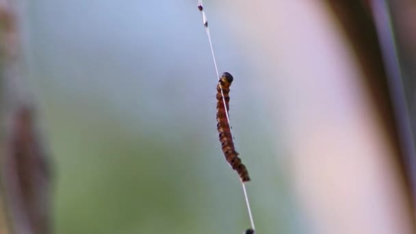 紡錘状の蛾の幼虫は 絹のような繭の害虫の木の網でバランスをとり 巨大な毛虫コロニーとして植物を攻撃する前に変態から紡錘状の蛾への変態は 有機農場のための危険な糸です — ストック動画