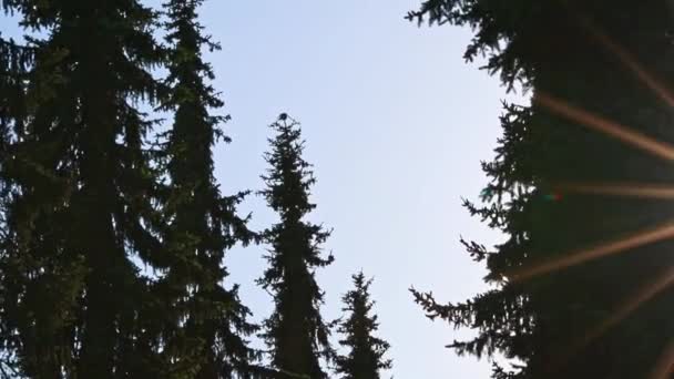Evergreen Fir Trees Sunset Sunlight Rays Sunlight Sun Beams Lens — Stock Video