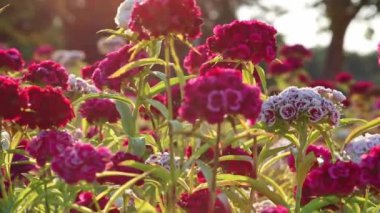 Çiçek çayırlarında gün batımında güzel mor çiçeklerle ve kırmızı çiçeklerle düğün, evlilik ya da sevgililer günü için çiçeklerle birlikte bahçıvanlardan ya da çiçekçilerden oluşan organik çiçek bahçesinde.