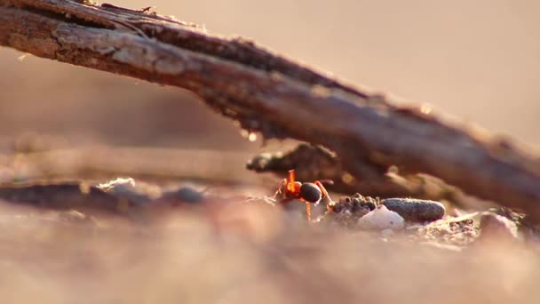 红木蚂蚁战士寻找昆虫作为食肉动物 并与蚂蚁工作者和蚂蚁战士一起清理森林 以确保蚂蚁女王在花园和野外的安全 — 图库视频影像