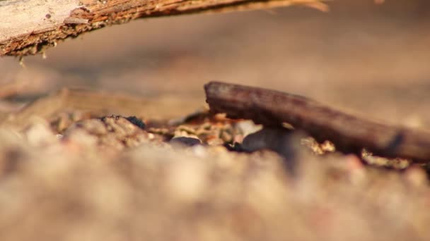 Röda Trämyror Krigare Söker Insekter Som Mat För Sin Koloni — Stockvideo