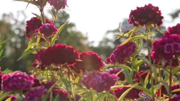 美しい紫色の花と結婚式 結婚式や園芸や花の有機花の庭で花の装飾とバレンタインデーのための太陽の下で赤い花を持つ花の牧草地で日没 — ストック動画