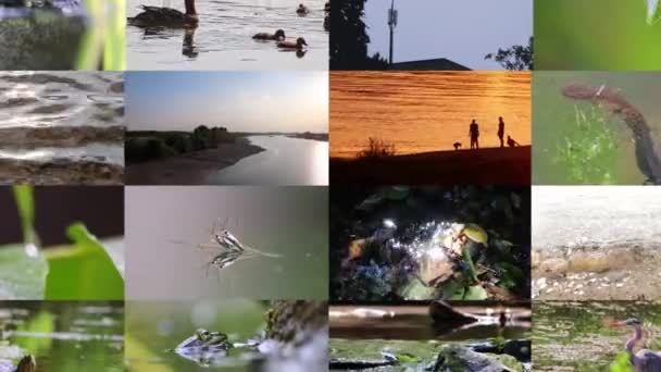 Animowany Kolaż Filmików Wodą Pokazuje Wiele Filmów Powierzchni Wody Związanych — Wideo stockowe